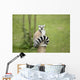 Lemur sitting on a log funny staring fixed gaze big eyes Wall Mural