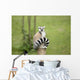 Lemur sitting on a log funny staring fixed gaze big eyes Wall Mural