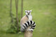 Lemur sitting on a log funny staring fixed gaze big eyes Wall Mural