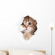 little cat looking up in paper side torn hole isolated Wall Decal