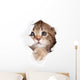 little cat looking up in paper side torn hole isolated Wall Decal