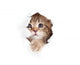 little cat looking up in paper side torn hole isolated Wall Decal