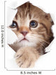 little cat looking up in paper side torn hole isolated Wall Decal