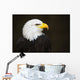 Bald headed eagle Wall Mural