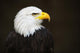 Bald headed eagle Wall Mural