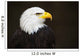 Bald headed eagle Wall Mural