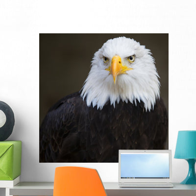 Bald Headed Eagle Wall Mural shown on a wall