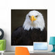 Bald headed eagle Wall Mural