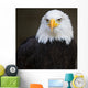 Bald headed eagle Wall Mural