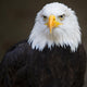Bald headed eagle Wall Mural