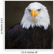 Bald headed eagle Wall Mural