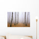Pathway in mist birch grove Wall Mural
