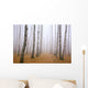 Pathway in mist birch grove Wall Mural