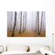 Pathway in mist birch grove Wall Mural