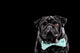 Black Pug with a bow tie Wall Mural