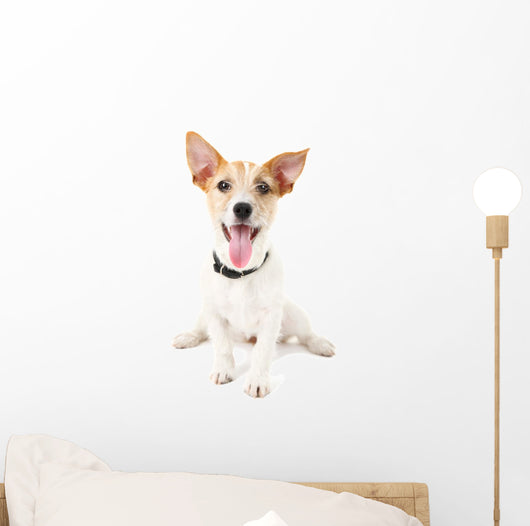 Funny little dog Jack Russell terrier, isolated on white Wall Decal