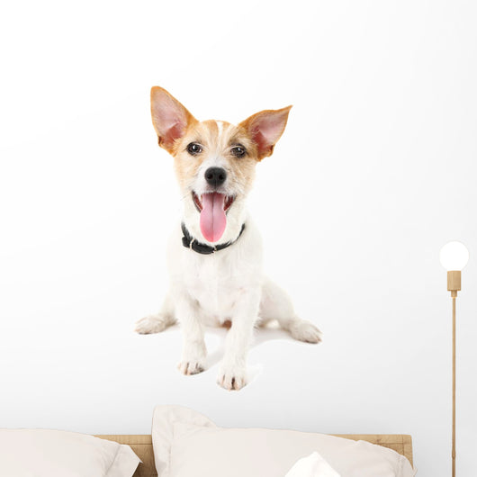 Funny little dog Jack Russell terrier, isolated on white Wall Decal