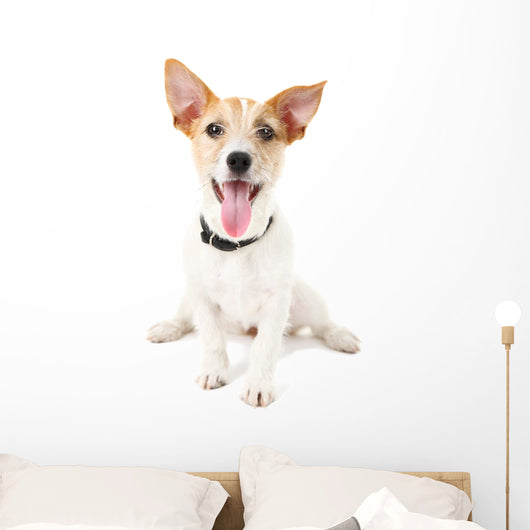Funny little dog Jack Russell terrier, isolated on white Wall Decal