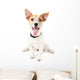 Funny little dog Jack Russell terrier, isolated on white Wall Decal