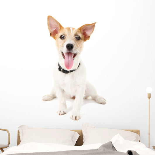 Funny little dog Jack Russell terrier, isolated on white Wall Decal
