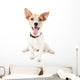 Funny little dog Jack Russell terrier, isolated on white Wall Decal