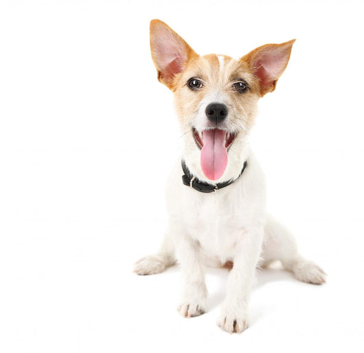 Funny little dog Jack Russell terrier, isolated on white Wall Decal