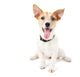 Funny little dog Jack Russell terrier, isolated on white Wall Decal