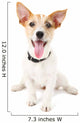 Funny little dog Jack Russell terrier, isolated on white Wall Decal