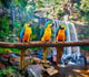 Blue-and-Yellow Macaw Ara ararauna Wall Mural