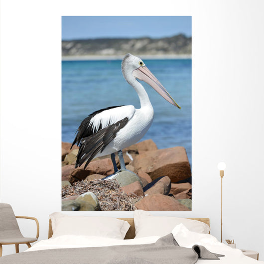 Pélican Wall Mural