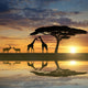 Giraffes with Kudu at sunset Wall Mural