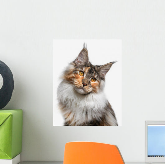 Maine Coon cat Wall Decal