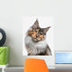 Maine Coon cat Wall Decal