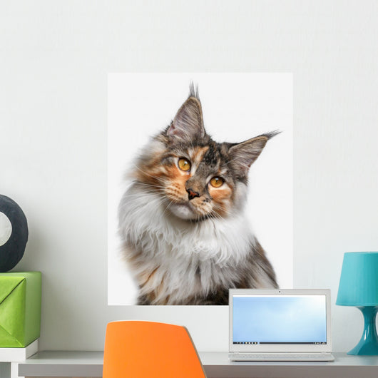 Maine Coon cat Wall Decal