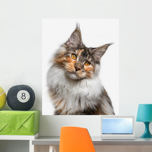 Maine Coon cat Wall Decal