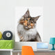 Maine Coon cat Wall Decal