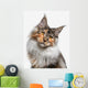 Maine Coon cat Wall Decal