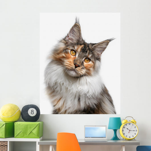 Maine Coon cat Wall Decal