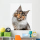 Maine Coon cat Wall Decal
