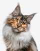Maine Coon cat Wall Decal