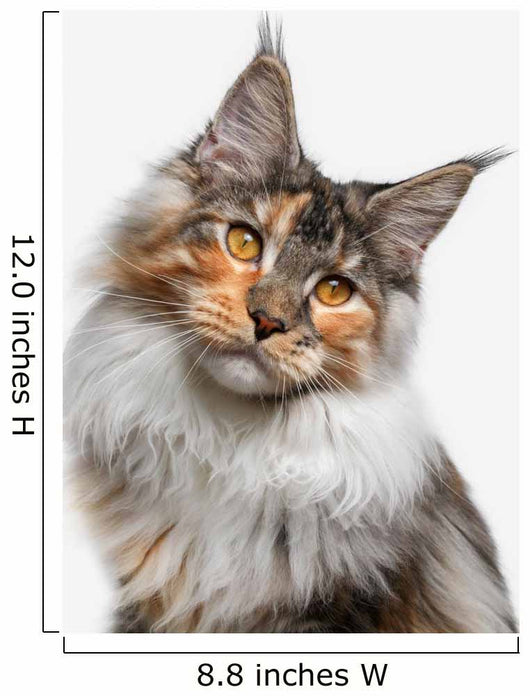 Maine Coon cat Wall Decal