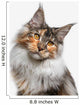 Maine Coon cat Wall Decal