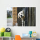 Baby pappy white labrador in cage Wall Mural