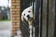 Baby pappy white labrador in cage Wall Mural