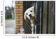 Baby pappy white labrador in cage Wall Mural