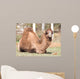 Camel Portrait Nature Wall Mural