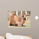 camel portrait in nature Wall Mural