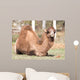 camel portrait in nature Wall Mural