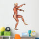 Muscle Maps Anatomy Wall Decal