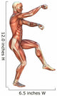 Muscle Maps Anatomy Wall Decal